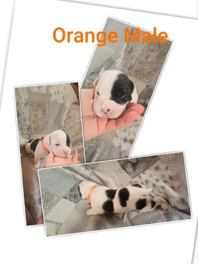 9 sweet furbabies born on Valentines day, 6 males and 3 females. American bulldog/boxer. Ready to go...