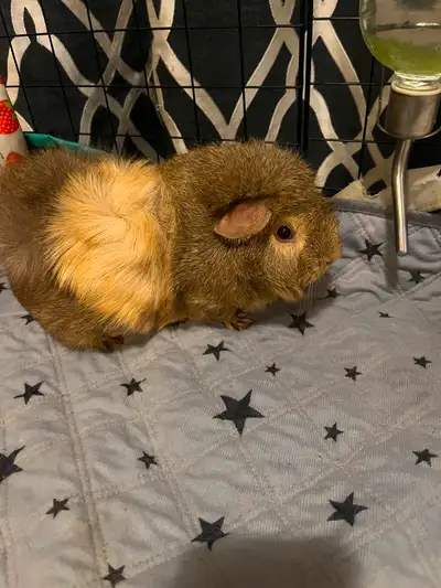 2 female guinea pigs, View more