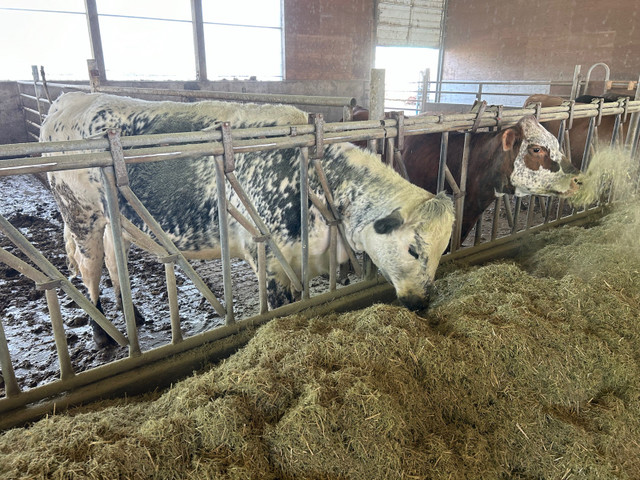 Bred Speckle Park X Heifer in Livestock in Chilliwack - Image 4