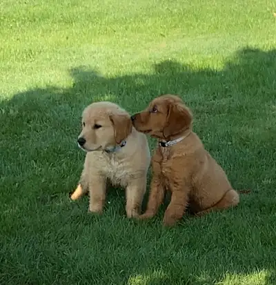 Golden Retriever Puppies, View more