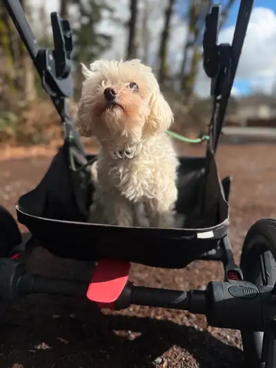 Adorable Maltese Poodle, View more
