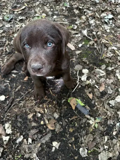 ‘Labenzeller’ Puppies (Appenzeller/ Chocolate Labrador), View more