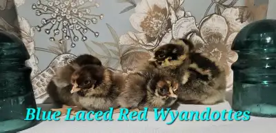 BLRW and Cream Legbar Chicks, View more
