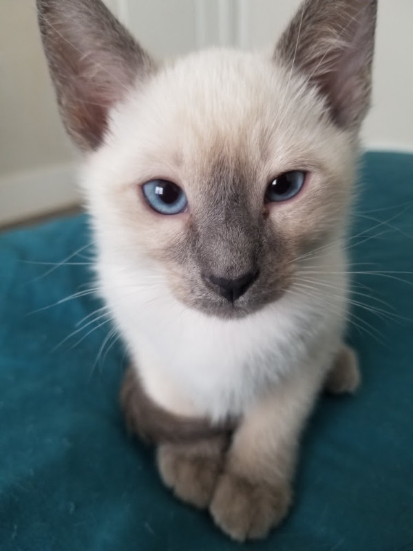 Will Deliver! Chocolate/Seal Point Male Kittens For Sale Cats