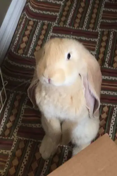 Looking for a rabbit under three months old. Still also looking for a pen for nighttime, but she wil...