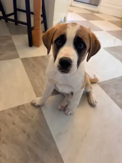 These 11 week old St Bernard x lab puppies are ready for their forever homes! They sleep through the...