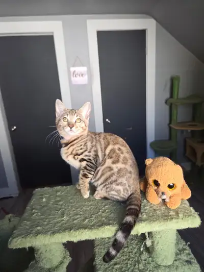 Top quality TICA registered Bengal kittens - reputable cattery, View more
