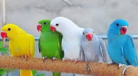 Looking for Indian Ringneck males