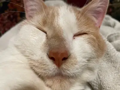 Orange and White Kittens Looking for Homes, View more