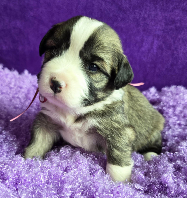 Mini TEDDY Bernedoodle puppies in Dogs & Puppies for Rehoming in Delta/Surrey/Langley