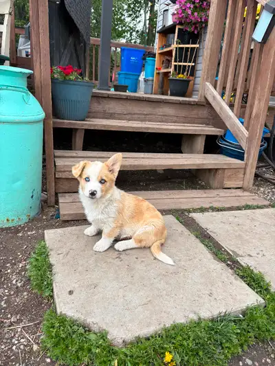 Corgi puppies- Last one! Super cute and lovable dogs. Raised around kids, cats and farm animals. Dad...