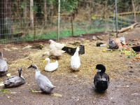 Laying ducks and drakes for sale