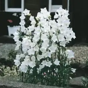 White bell flower seeds, 10 grams bag $6, or 6 grams bag $4, View more