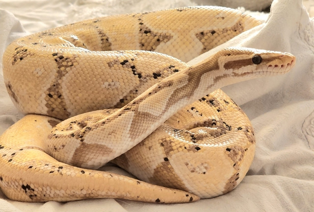 Male Banana ball python dans Reptiles et amphibiens à adopter  à Winnipeg