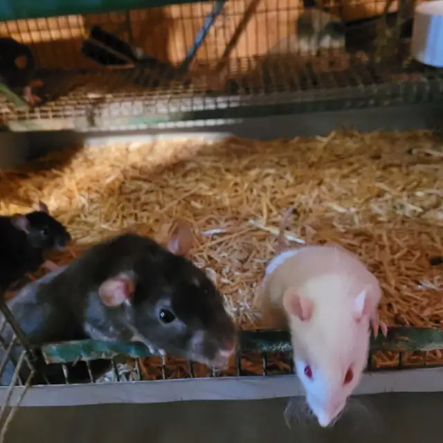 feeder rats for sale, Reduced Prices!! in Reptiles & Amphibians for Rehoming in Stratford - Image 4