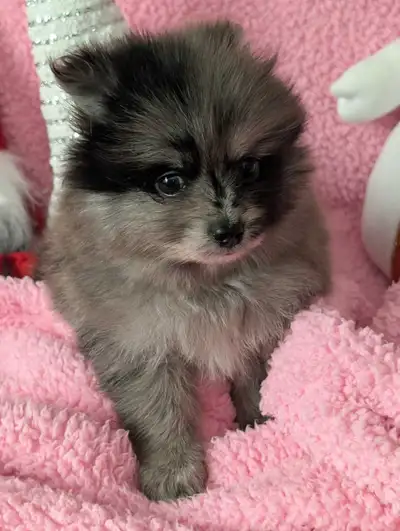 Pomeranian Puppy, View more