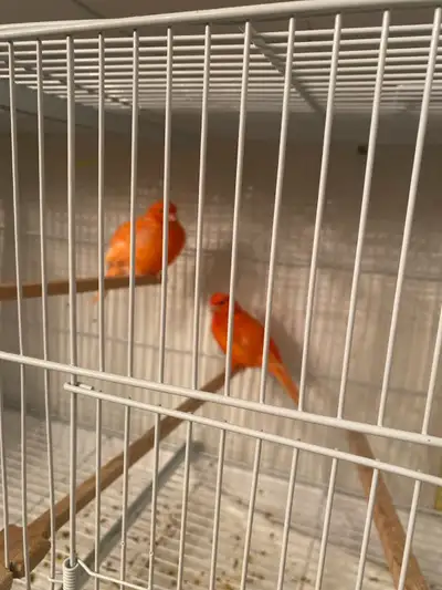 One male One female red factor Canary, View more