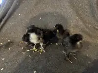 5 -2 week old standard chicks 