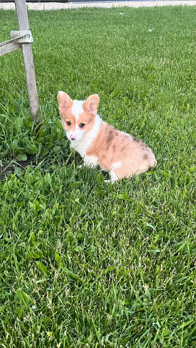 Corgi Puppy in Dogs & Puppies for Rehoming in Winnipeg - Image 3