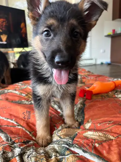 King German Shepherd Puppies, View more