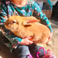 Beautiful baby rabbit