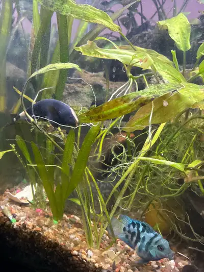 Black Ghost Knife Fish, View more