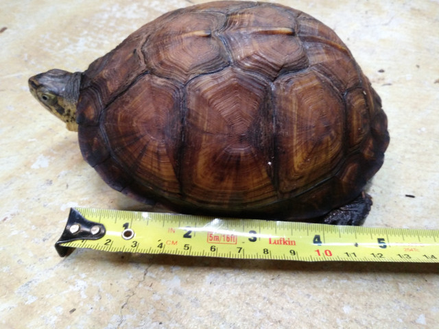 Gulf coast box turtle trio dans Reptiles et amphibiens à adopter  à Ouest de l’Île - Image 4