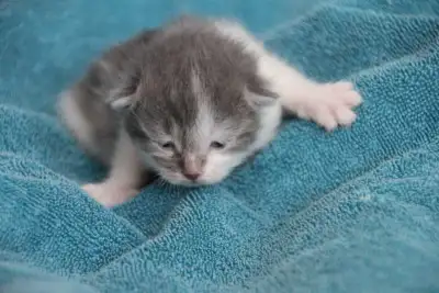 Chatons Scottish Fold, View more