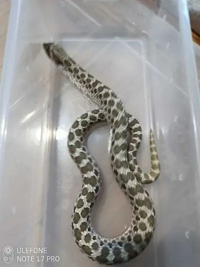 022,1.0 Western Hognose 60%het,Diablo,50%het,albino, View more