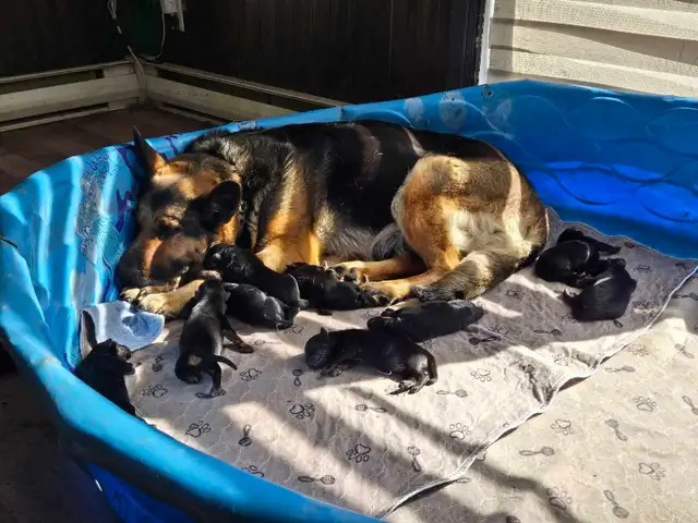 berger allemand  in Dogs & Puppies for Rehoming in Drummondville - Image 5