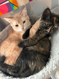 Free cat and 4 month old kitten