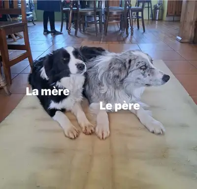 chiot à vendre border collie, View more