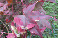 Japanese Maple Seeds Available *** 10 Seeds for $5