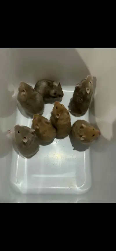 hamsters , View more