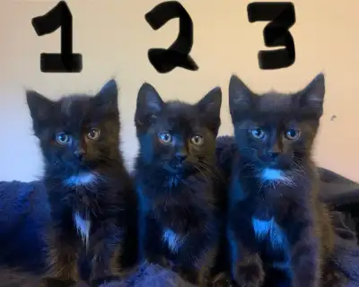 2 Black Kittens Left!, View more