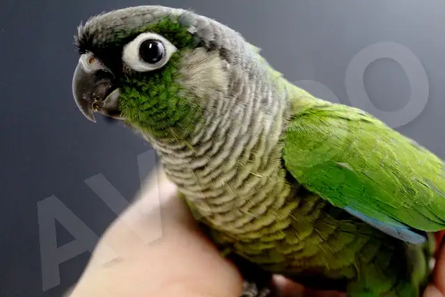 CONURE JOUES VERTES NAM M/F DISPONIBLES in Birds for Rehoming in Saint-Jean-sur-Richelieu - Image 3