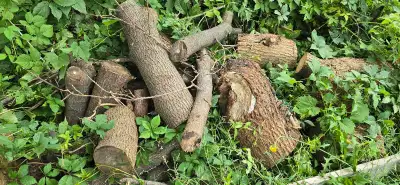 Free Firewood, View more