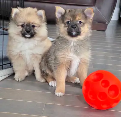pomeranian puppies boy and girl , View more