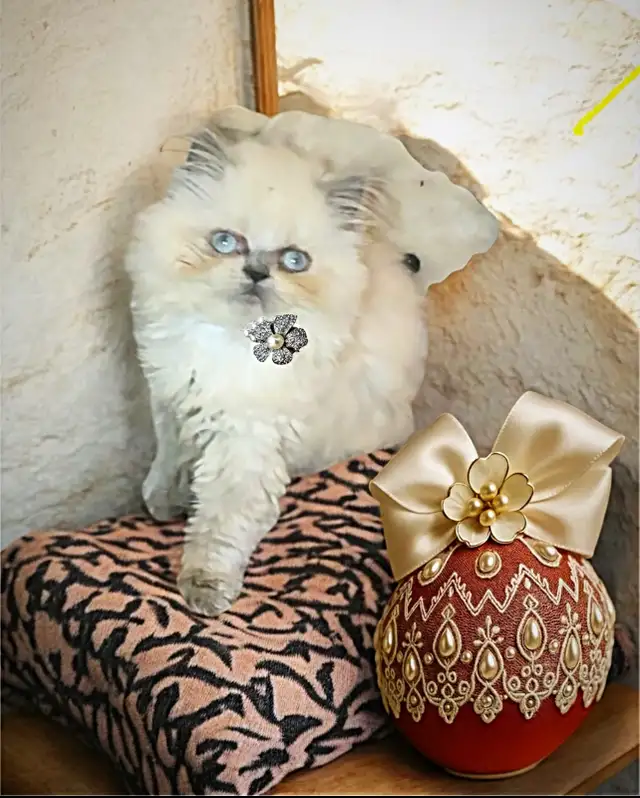 Purrfect purring Persian kittens ( price negotiable) in Cats & Kittens for Rehoming in Mississauga / Peel Region - Image 5