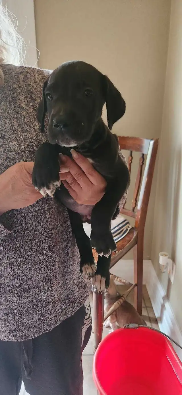 Great Dane puppies in Dogs & Puppies for Rehoming in Barrie - Image 8