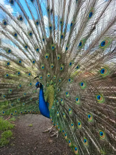 Peacocks and Peahens Quality breeding youngstock, View more