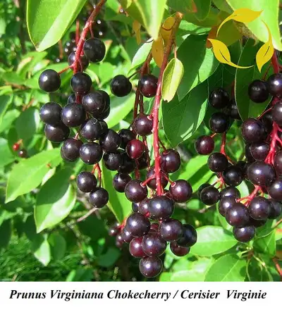 FLEUR PERENNIAL VIVACE ANNUELLE Cerise Arbre Virginie + +, View more