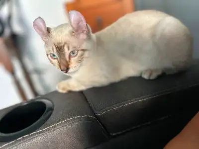 Chatons highlander Lynx pure race, View more