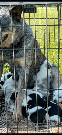 Puppies and Blue Heeler mother