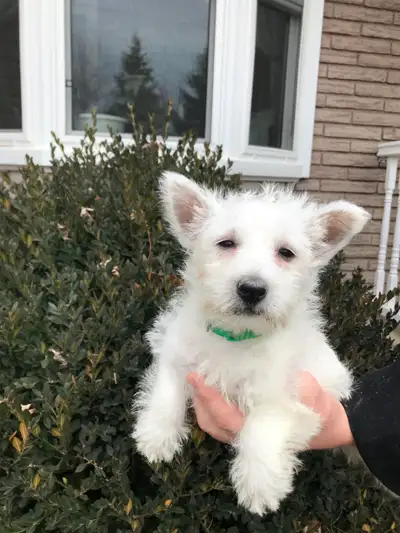 Cute westie puppies for a good home. Licensed facility. Vet on call. All needles and dewormed. Call...