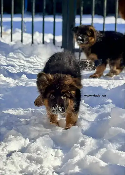 We are located in the Greater Montreal Region and we deliver in across Canada. We have excellent Ger...