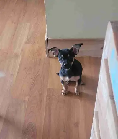 Chihuahua female black and tan No shots Dewarmed 3months old Very sweet love cuddle and playful we a...