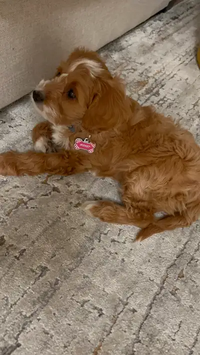 Looking to add a bundle of joy to your home? This lovely 7-month-old Cavapoo puppy is the perfect co...