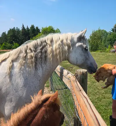 Gypsy Vanner x Arabian, View more