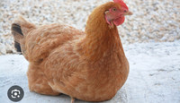 ISO: Laying Hens